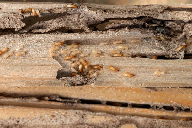 Best Emergency Pest Control  in Vestavia Hills, AL